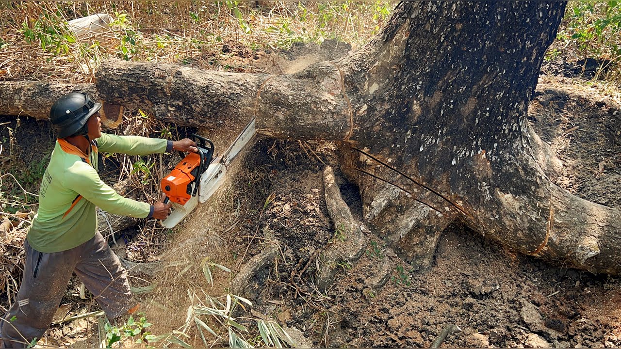 The second tree most dangerous‼️ Cut 2 trembesi trees in a bamboo grove ...