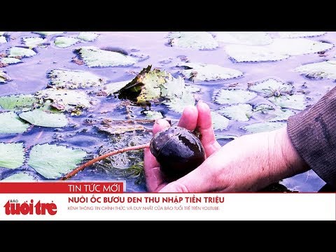 Video Nuôi ốc bươu đen thu nhập tiền triệu - youtube