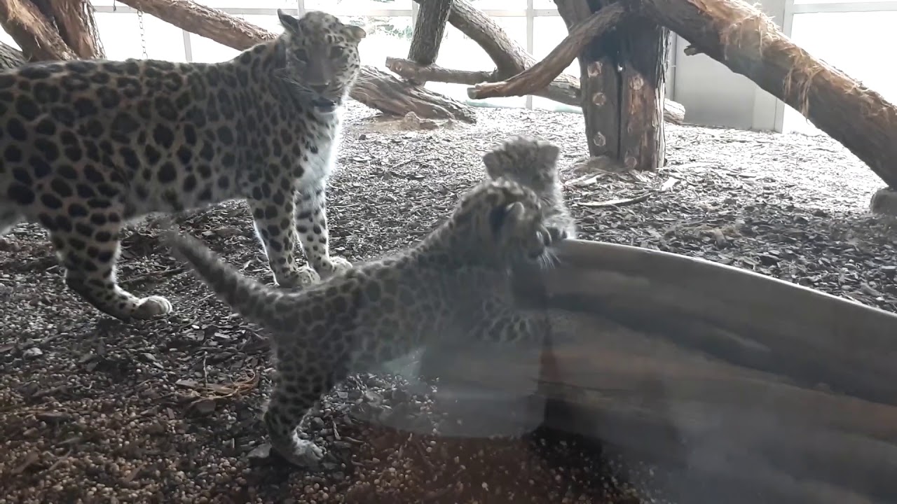Geparden Babys so verspielt und tollpatschig - Schönbrunn - YouTube