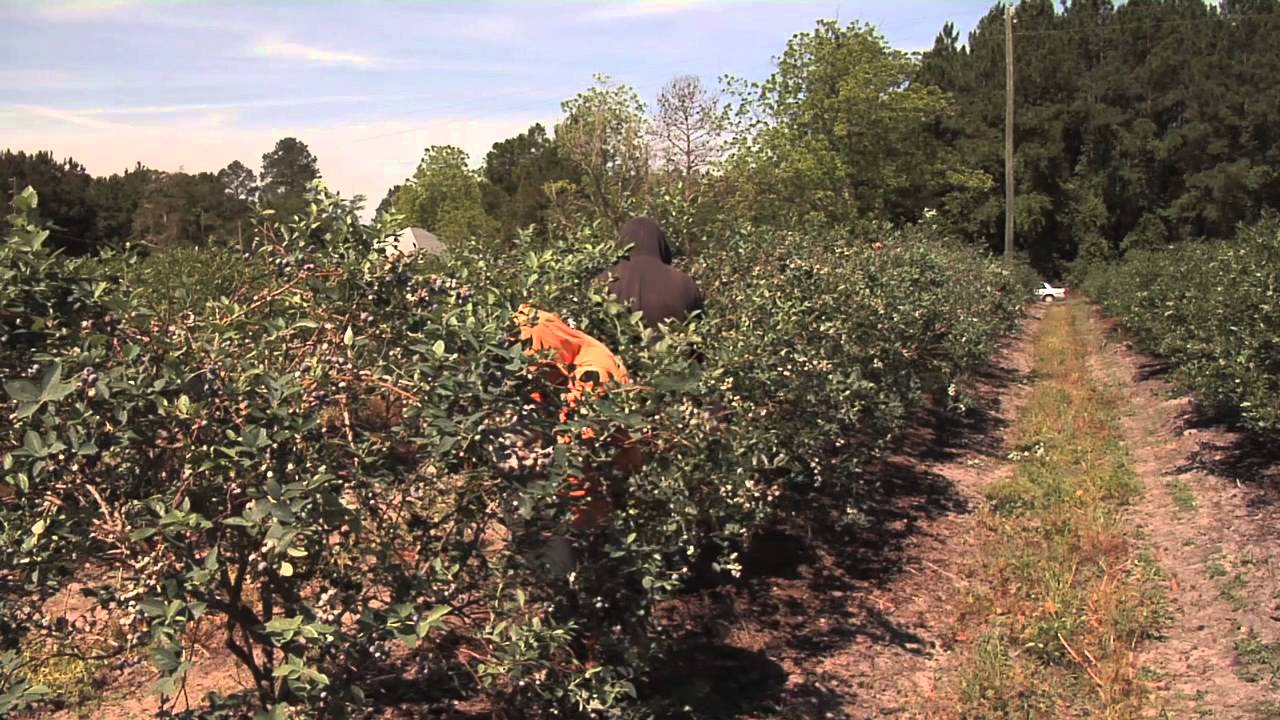 Blueberry Harvest Underway In Southeast Georgia