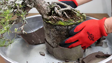 Jaké jsou tvary bonsaje?