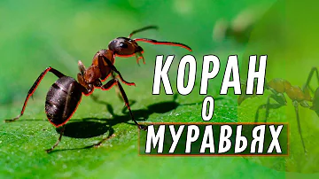 Что в Коране говорится о муравьях?