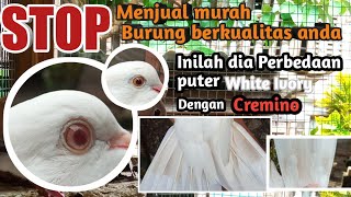 Perbedaan Burung Puter White Ivory Dengan Putih Cremino