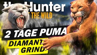 Lets Play the Hunter Call of the Wild deutsch | Puma Jagd auf Silver Ridge Peaks!
