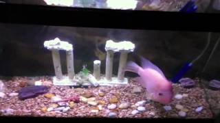 Red Devil Cichlid Attacking My Hand