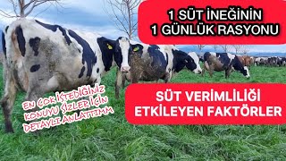 SÜT İNEĞİ RASYONU #sütineği #rasyon #büyükbaş #hayvancılık