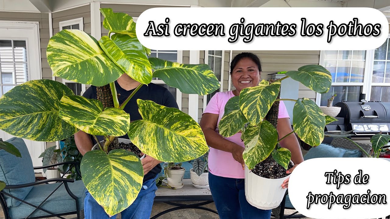 ASI CRECEN GIGANTES LOS POTHOS Más tips de propagacion y cuidados