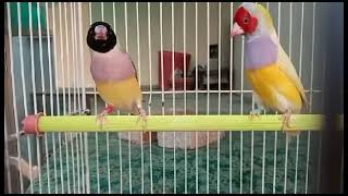 gouldian finch dance