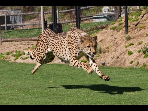 Cheetah Running In Slo-Mo