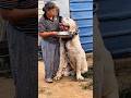 As 3 maiores raças de cães do mundo! #cachorro #kangal #alabai #curiosidades #top3#sãobernardo #pets