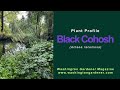Black Cohosh Plant Profile