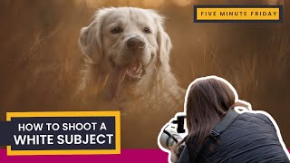 How to Shoot ANY White Subject | STOP Blown-Out Highlights | White Dog Example | Photography Tips screenshot 1