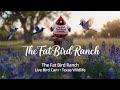 Live from The Fat Bird Ranch