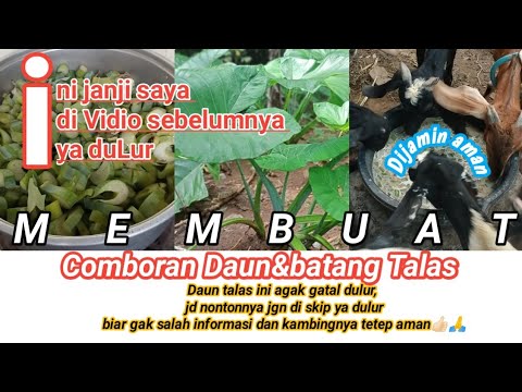 Cara Membuat Comboran Untuk Kambing