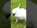 DIY Parrot Foraging Toys