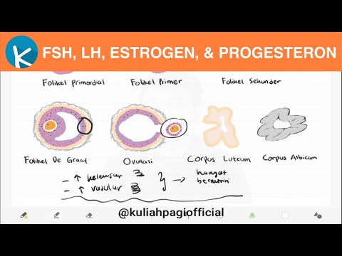 Video: Reseptor Progesteron - Model Haiwan Dan Isyarat Sel Dalam Kanser Payudara: Peranan Penerima Reseptor Estrogen Dan Progesteron Dalam Pembangunan Mamma Manusia Dan Tumorigenesis