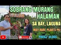 Plant Hunting ng Sobrang Murang Halaman sa Bay, Laguna (May rare plants pa) | Pavicz Vlog