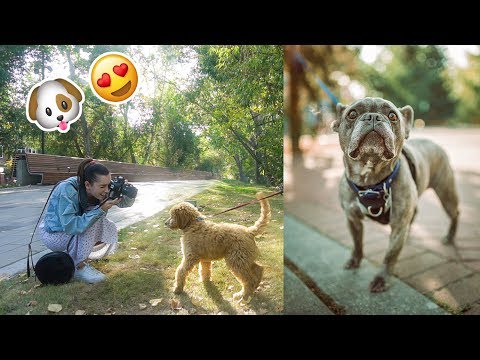 Video: Fotograf zachycuje fotografie psů „Shaking It Off“a je to čisté zlato