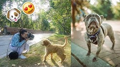 I Took Pictures of Dogs on the Street, Pet Photography 