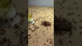 😱Roach Gets Smacked By Ant Swarm