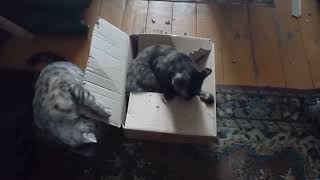 Кошки вместе коробку грызут