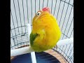 Masteran Suara lovebird kusumo