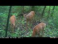 Caméra dans le bois***mettre du son du son