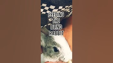 Feeding the blind rabbit