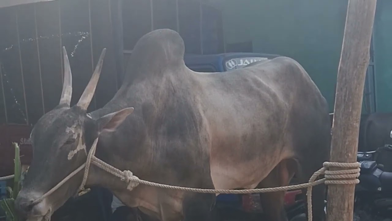 ಹೋರಿ ಮಂಜಣ್ಣನ ಬಸ್ಸಿನೆಸ್ಸ್ ಐಡಿಯಾ