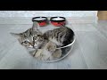 Котенок играет в стеклянной чаше. The kitten plays in a glass bowl.