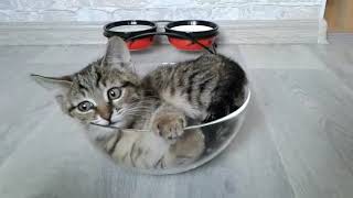 Котенок играет в стеклянной чаше. The kitten plays in a glass bowl.