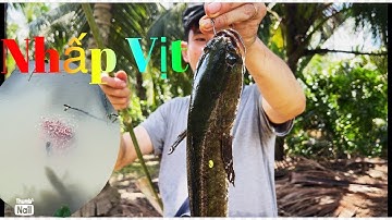 Câu cá lóc bằng vịt.có nhớt cuối tuần@TruongTu71 #xuhuong #capcut #cauca