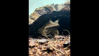 Solomon Island Leaf Frog Easter Egg Hunt!