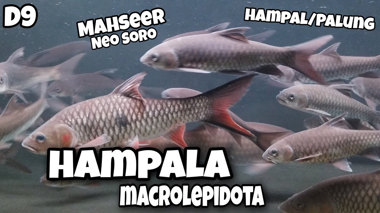 Hampala Add New Fish!!! Tambah Ikan Hampala di Aquarium Mahseer!!! Mahseer ...
