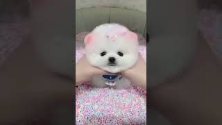 #All My Pets, One Big Hug#Caught with a Handful of Happiness#Fluffy Squad Goals,part