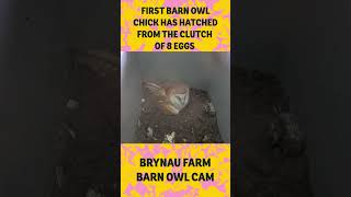 Barn owls first chick hatched from clutch of 8 eggs