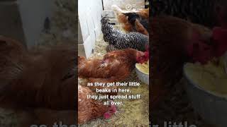 Stop Wasting Expensive Chicken Feed!