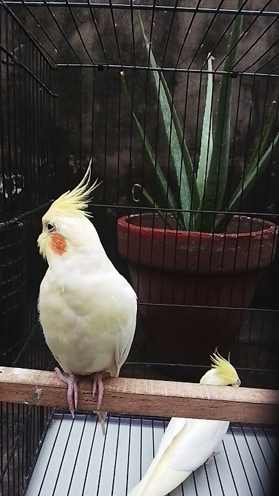 Parrot Episode 54
