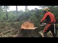 Work in forest-felling large wood with MS 500i