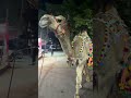 Cow video cow Mandi cow reel cow TikTok cow lover #cow #trending #animals #bull #youtubeshorts