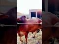 heavy bull Qurbani 2026 big bull #music #ff #cow #unfrezzmyaccount