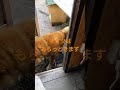 柴犬レオくん！来ない日もある😅