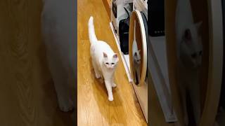 Funny Cats 😹 episode 562 #shorts