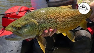 The BIGGEST Tiger Trout We've Ever Caught - Fly Fishing High Mountain Lakes