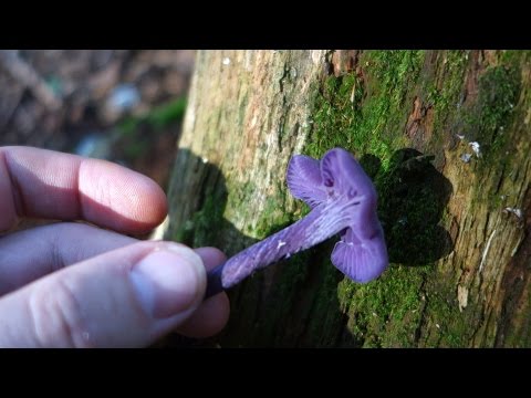 Amethyst deceiver (Laccaria amethystina)