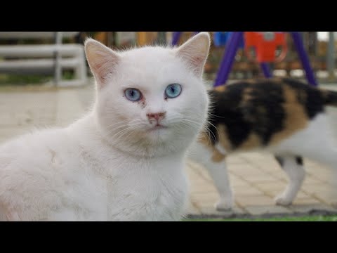 Cat Island: A Utopia For Shanghai’s Stray Felines