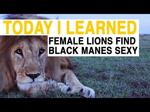 Video: Why Does A Lion Need Such A Thick Mane