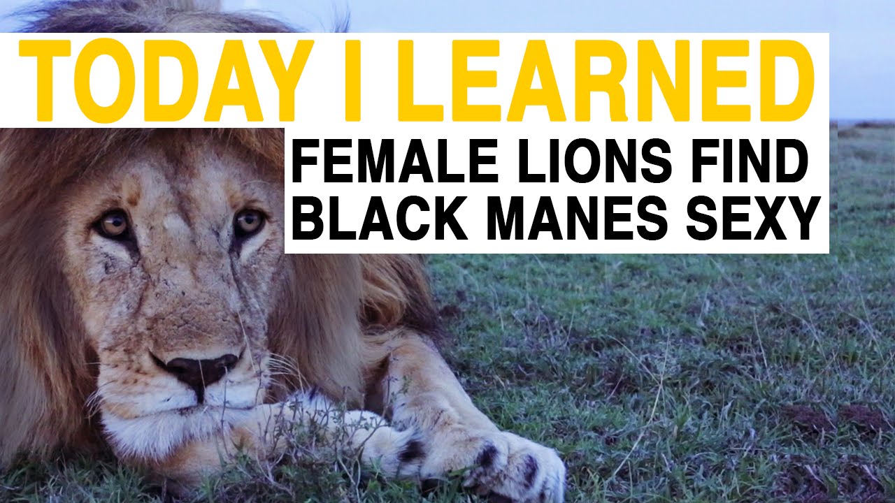 What are the lions doing. What are the lions doing