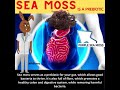 Sea Moss is Nature's Prebiotic