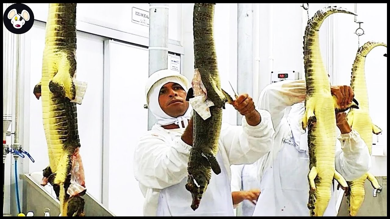 Amazing Crocodile Farming Technology Crocodile Meat Processing Amazing Crocodile Farming Technology Crocodile Meat Processing